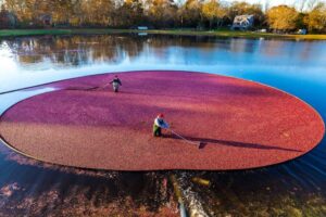 Read more about the article This is the best time to go to Cape Cod